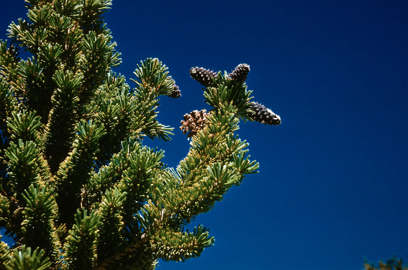 closeup of Pinus aristata, White Mountains