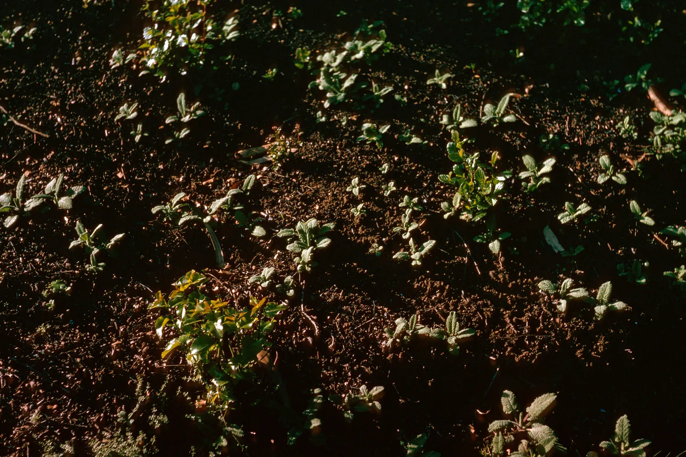 Salvia spathacea (California Hummingbird Sage) & Cercocarpus betuloides, rhizomerous sprouts after Coyote Fire, Pritchett Trail, SBBG, 1/9/1965