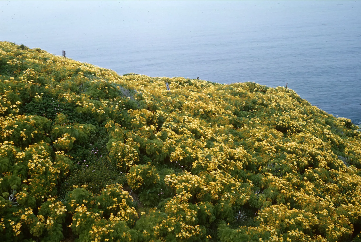Anacapa Island