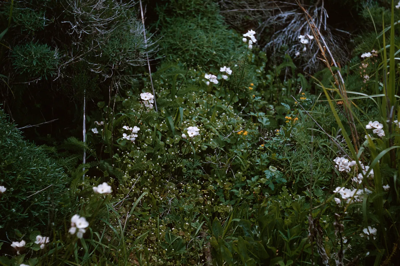 Anacapa Island