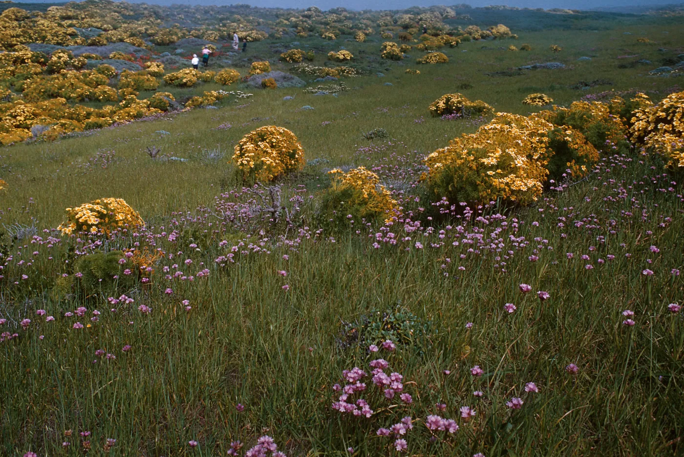 Anacapa Island