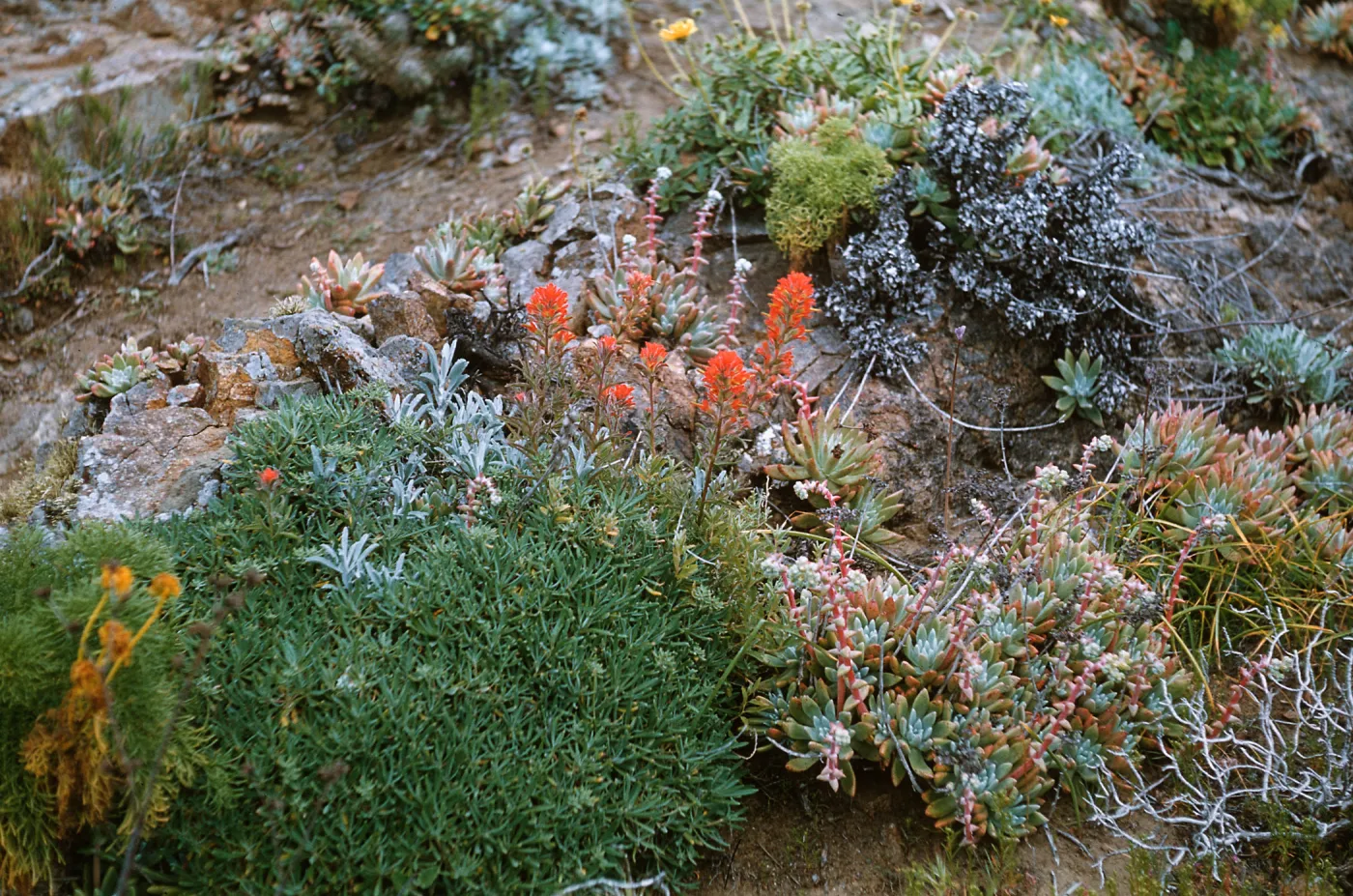 Anacapa Island