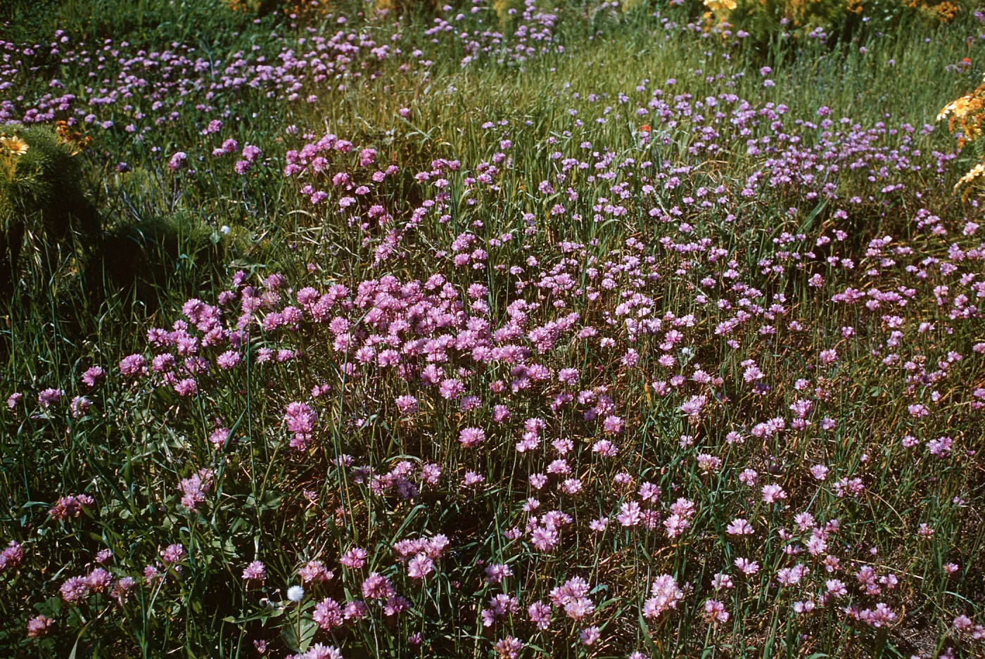 Anacapa Island
