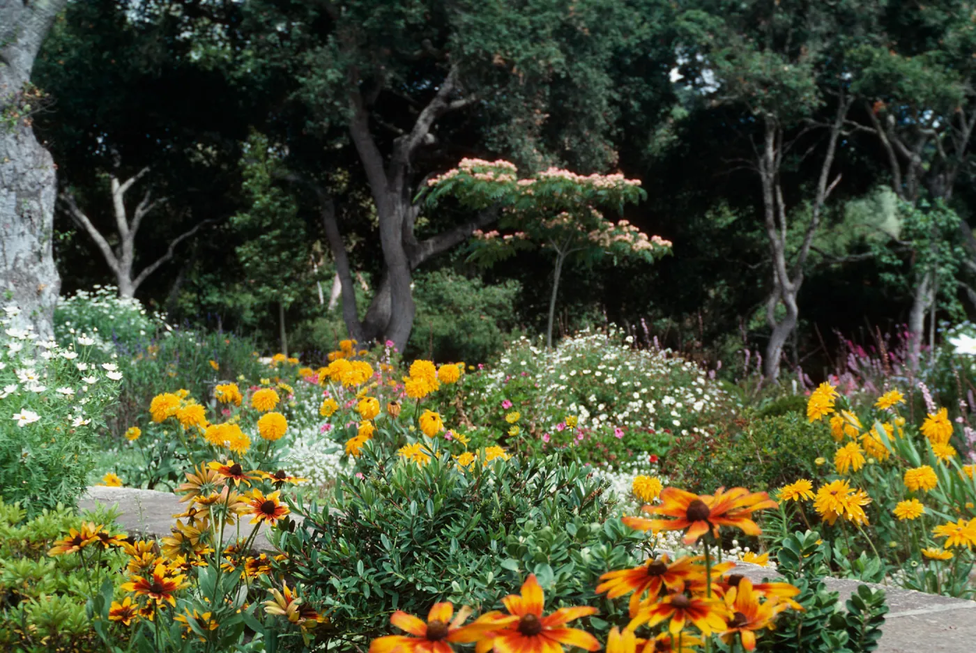  Albizia & flowers, Dickinson - Hope Ranch