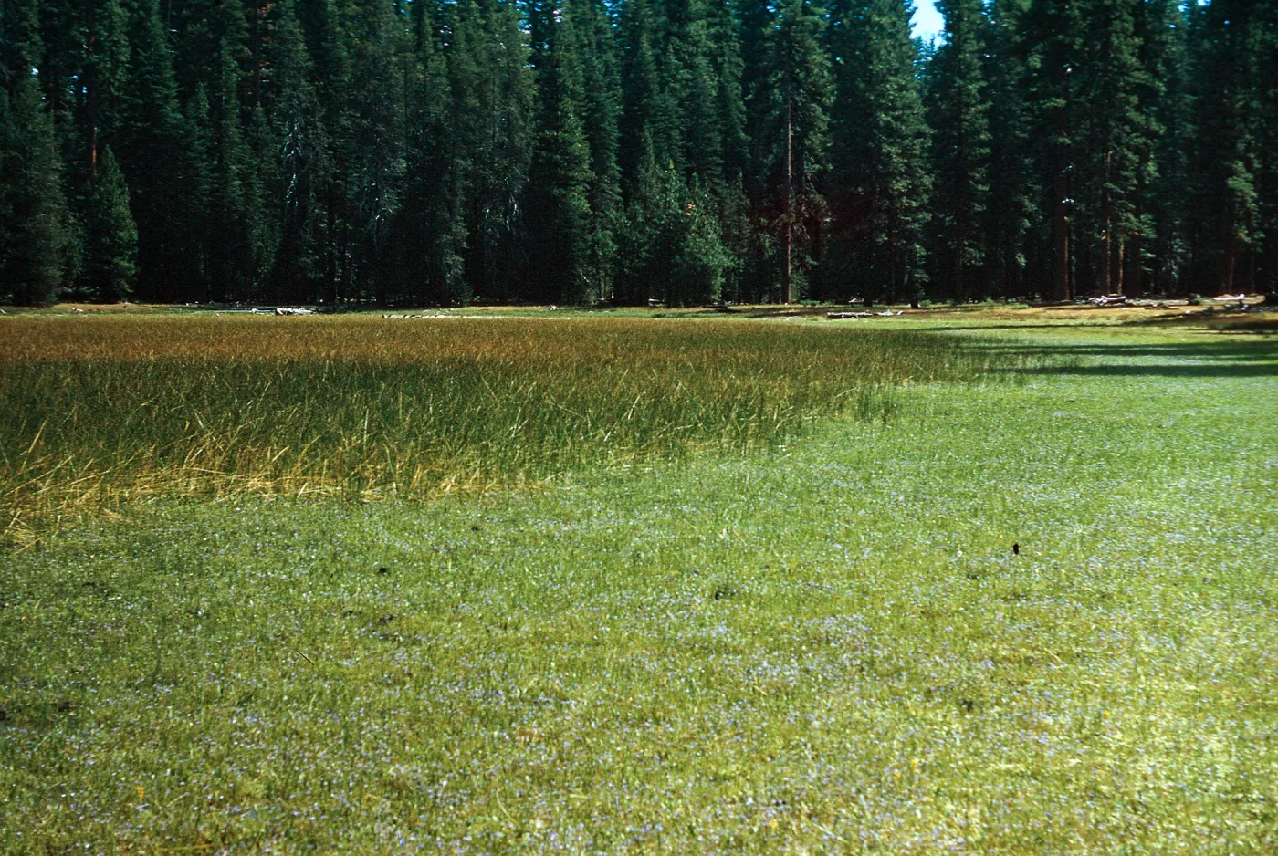 Vernal pool near Lake Almanor, Plumas County