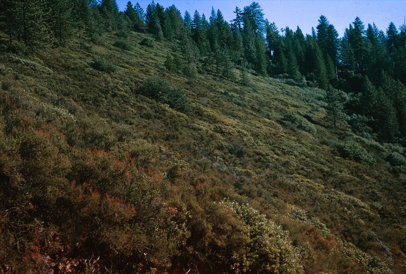 Chaparral slope - mixture of Adenostoma, Manzanita, Catway Road