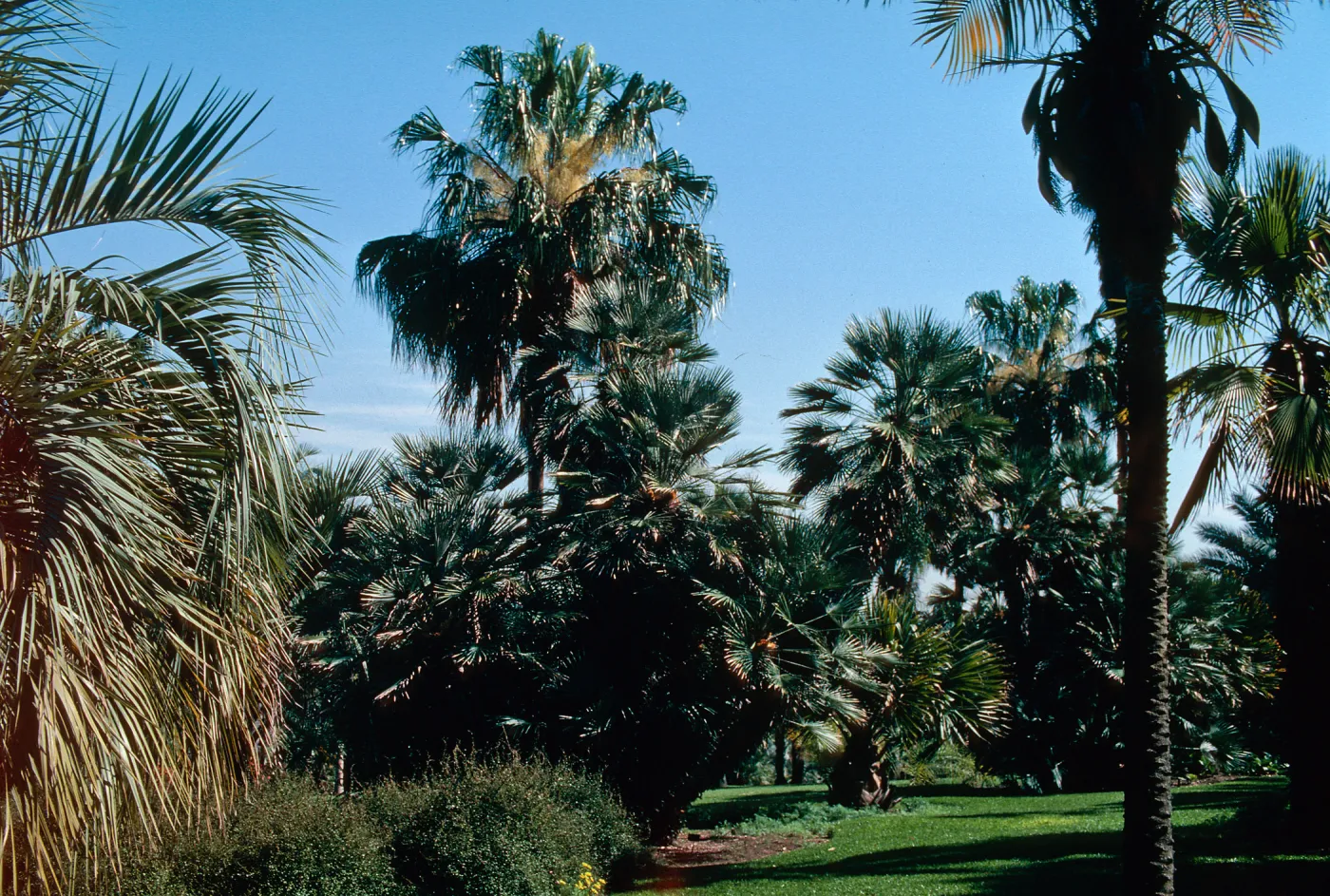 Huntington Gardens