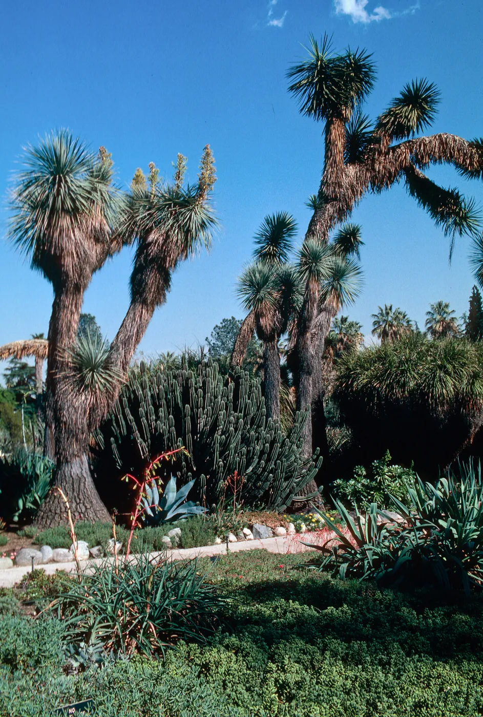 Huntington Gardens
