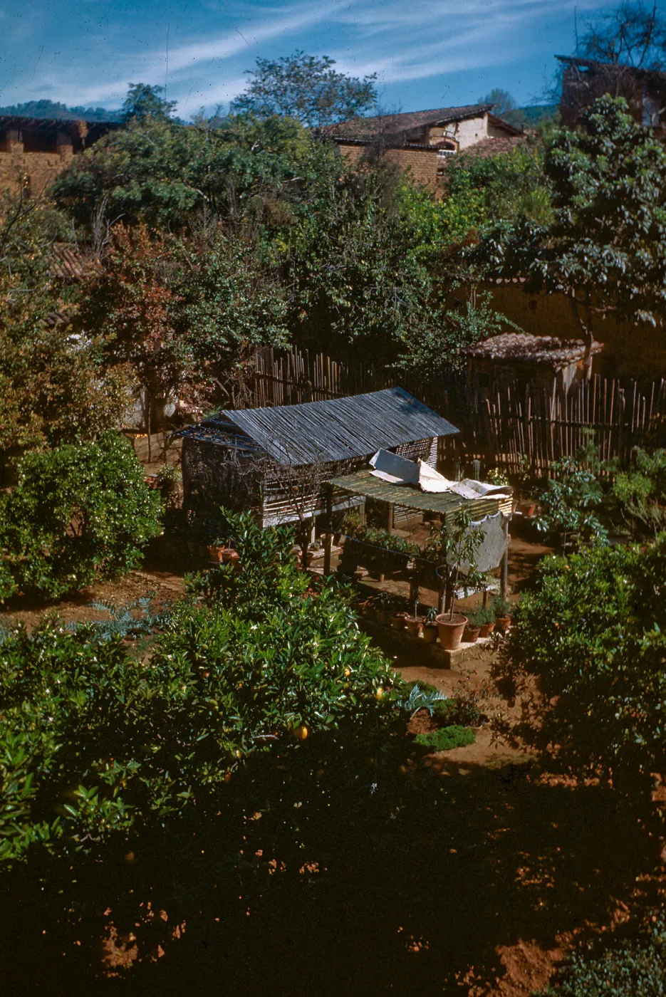 Olivia Converse's garden