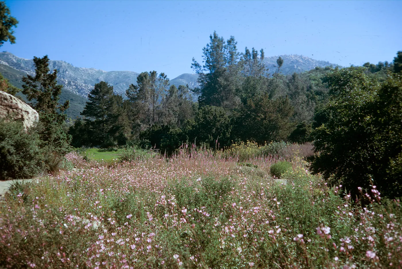 Garden Meadow with Clarkia in lower portion