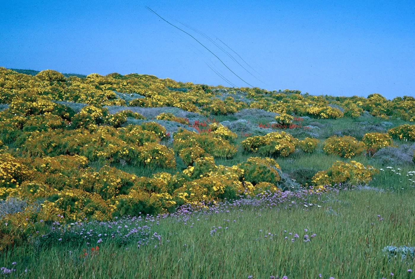 Coreopsis, Lupinus (Lupine), Castilleja (Paintbrush)