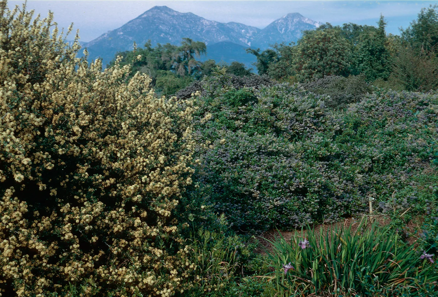 Rancho Santa Ana