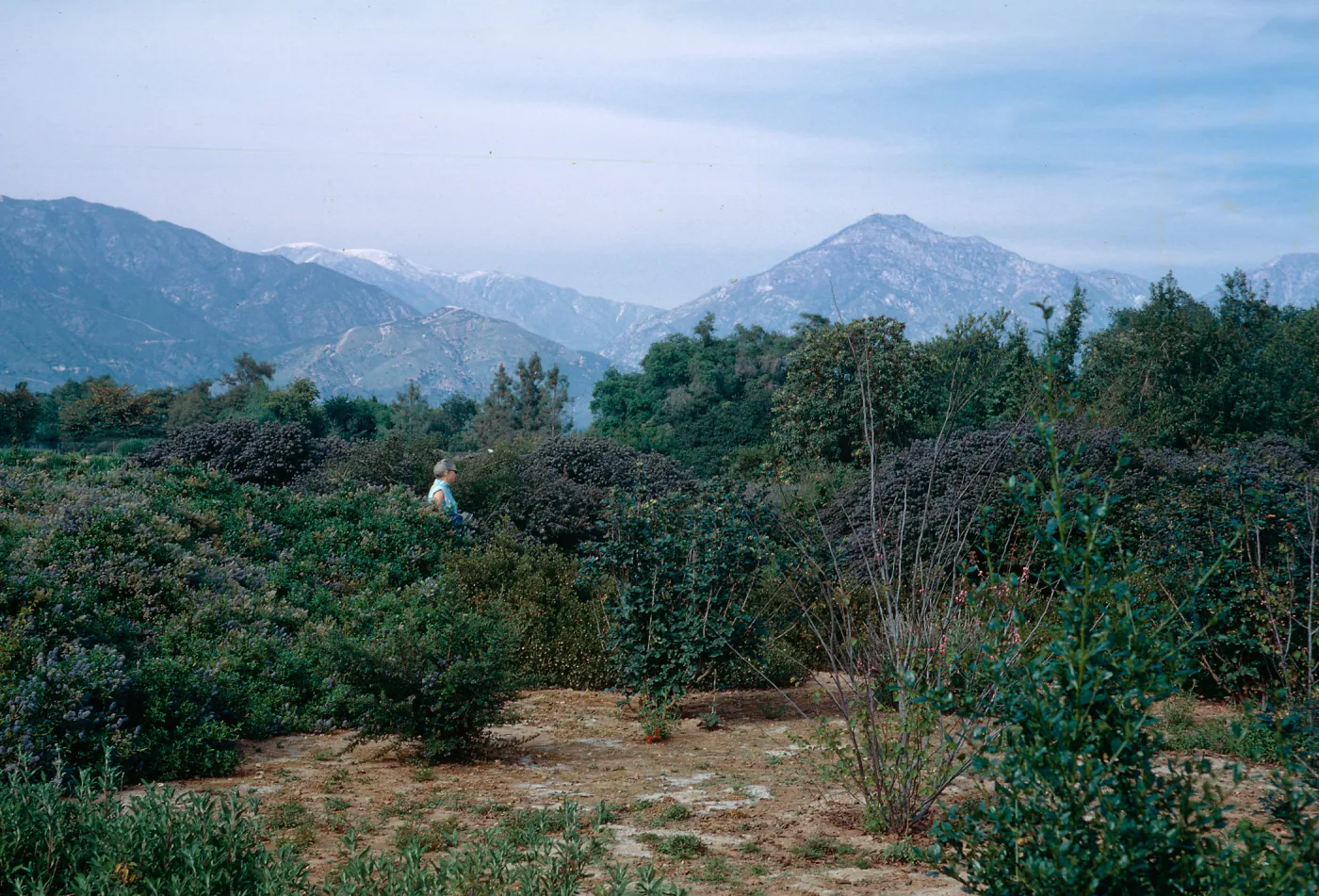 Rancho Santa Ana
