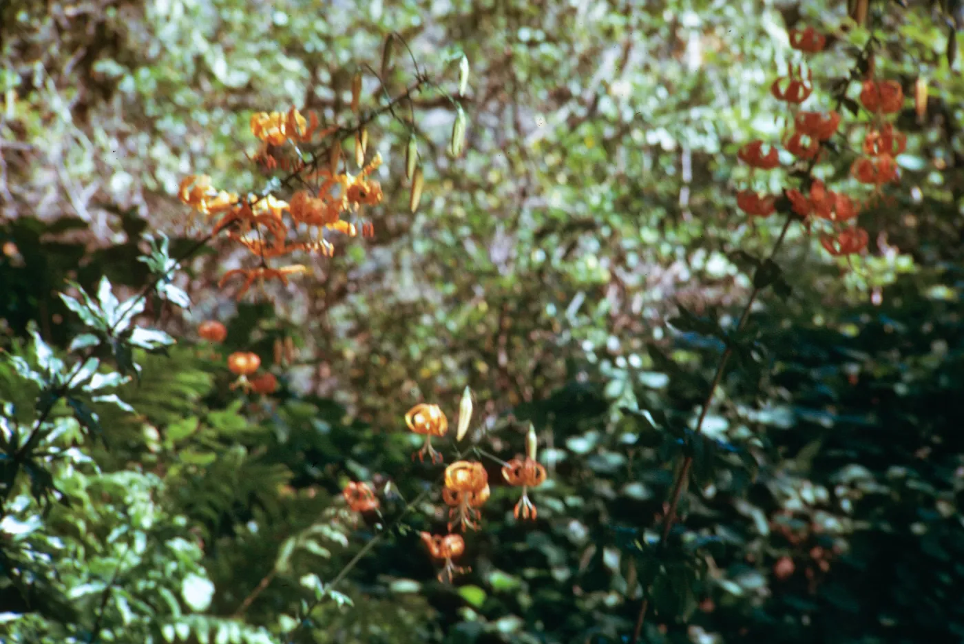 Humboldt Lilies, SBBG