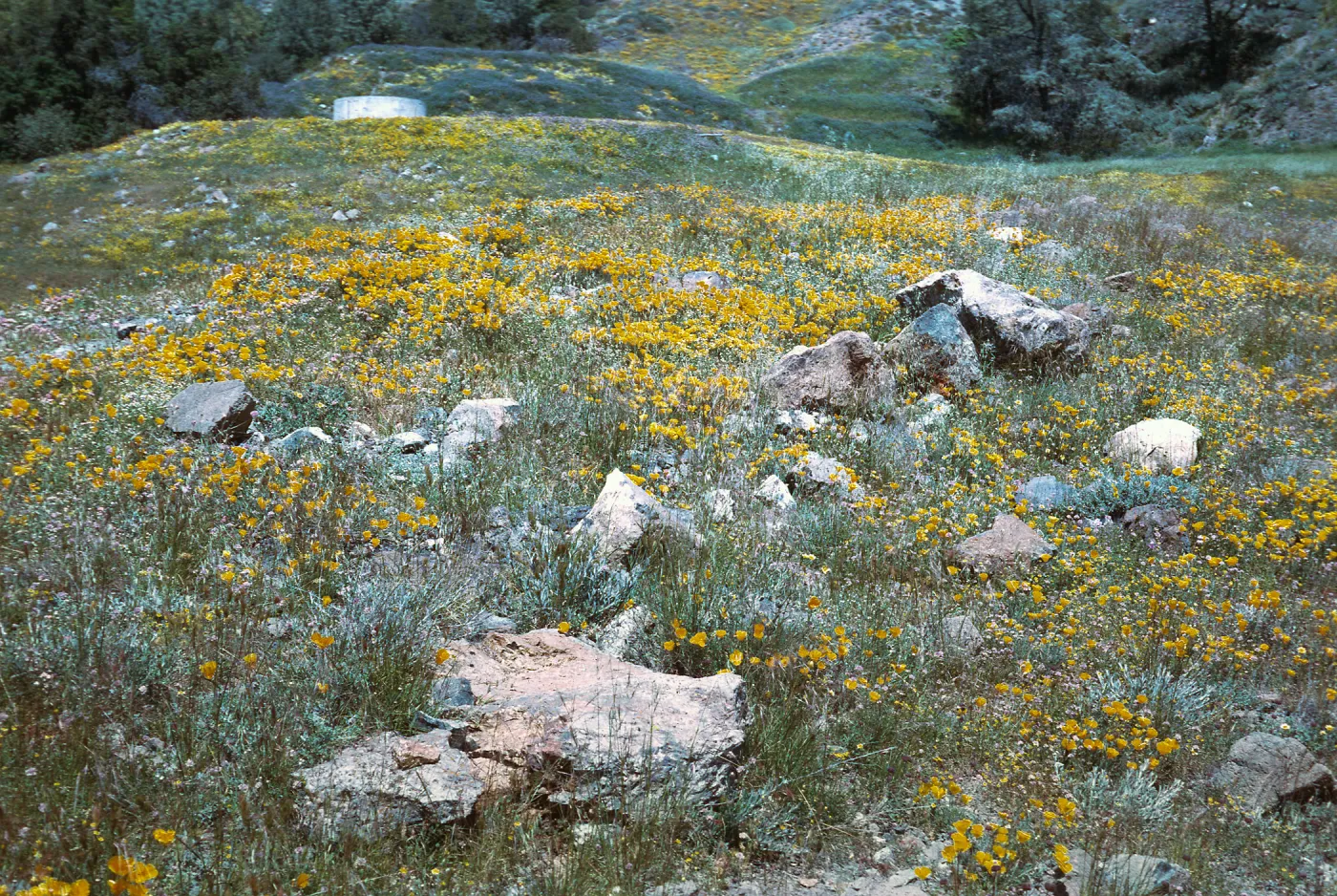 de la Guerra Springs, Figueroa Mt.