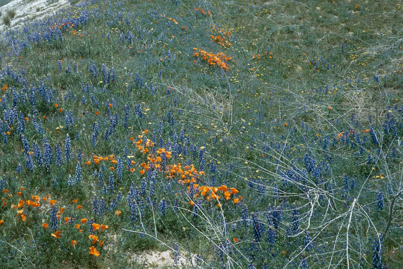 Wildflowers near Gorman