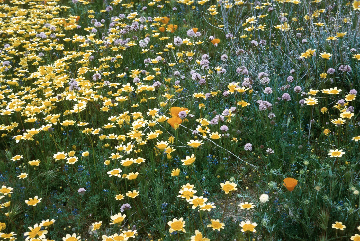 Portal Ridge, Tidy Tips & Brodeia