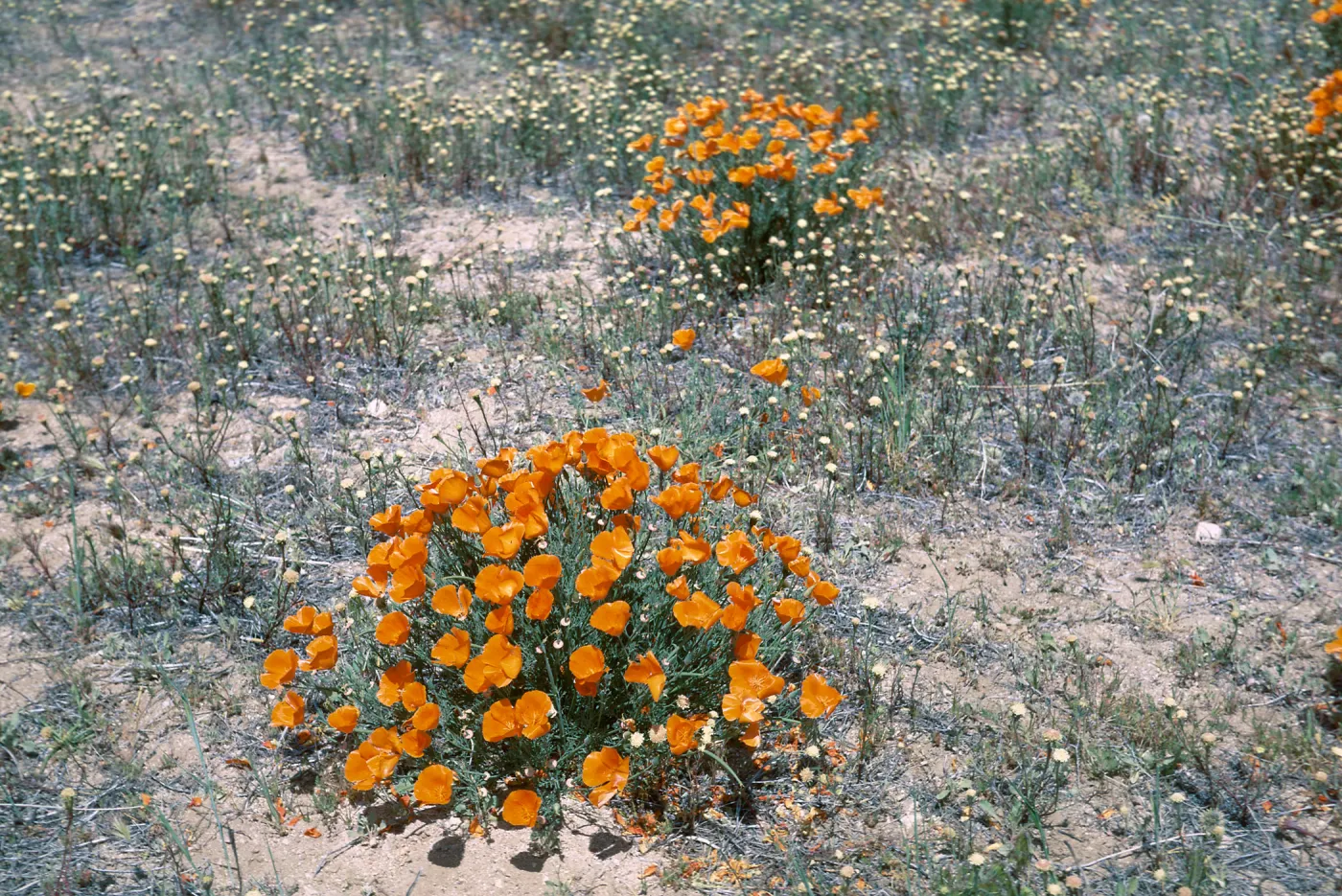 California poppies, Antelope Valley