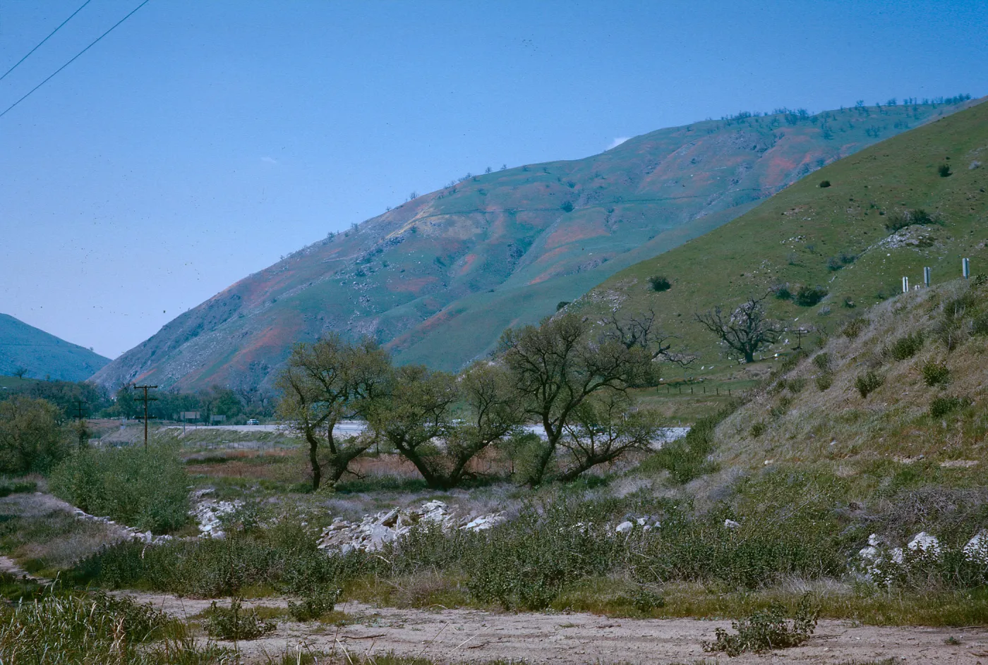 Bloom on hillside, Grapevine nr. Ft. Tejon