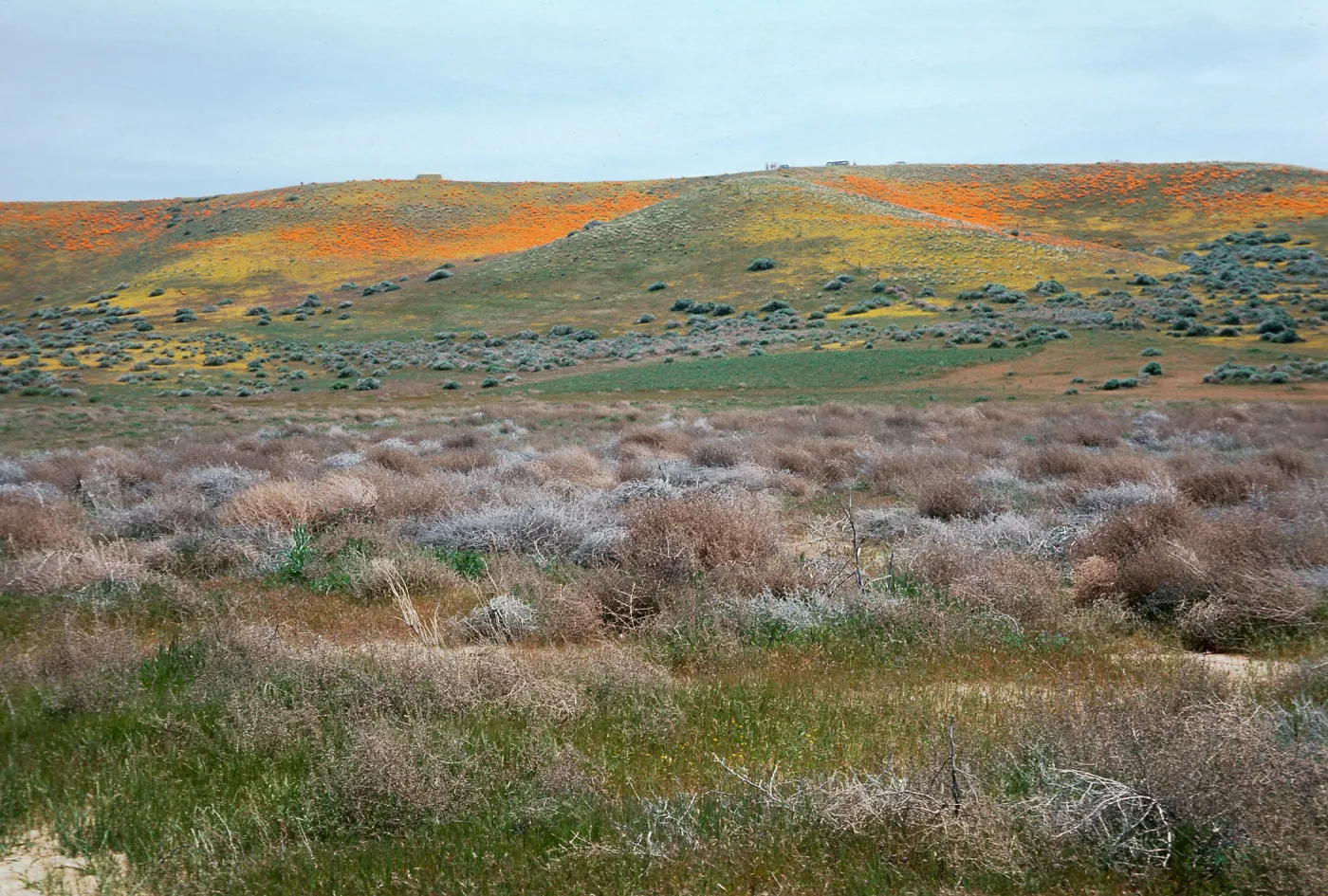 Poppies & Goldfields, Mojave