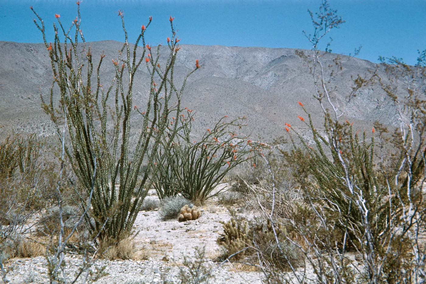 Ocotillo, Borrego Desert