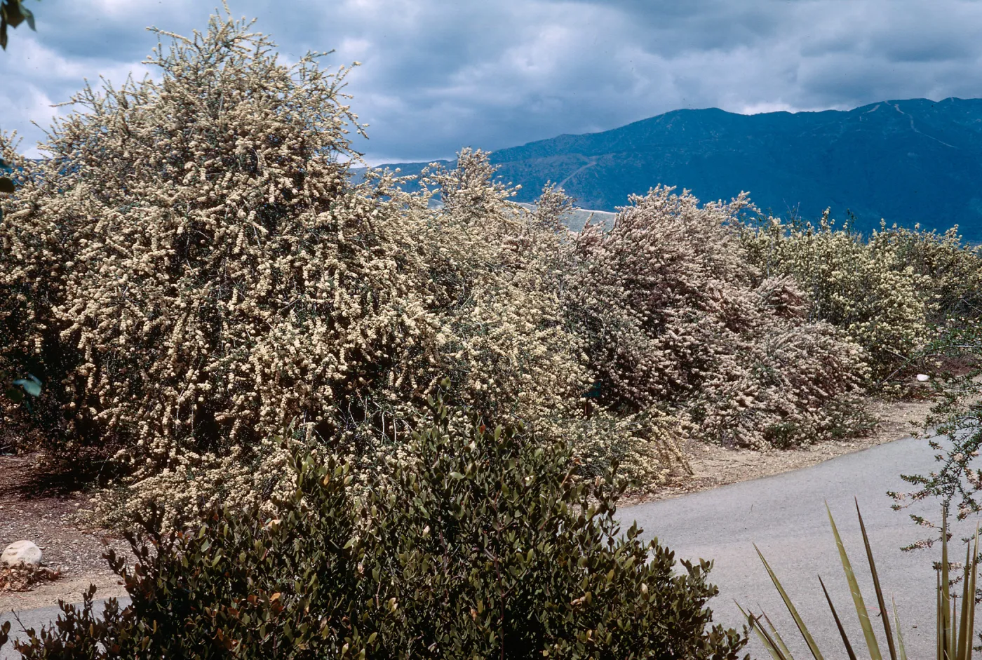 Mountain lilacs, Rancho Santa Fe (California Lilac)