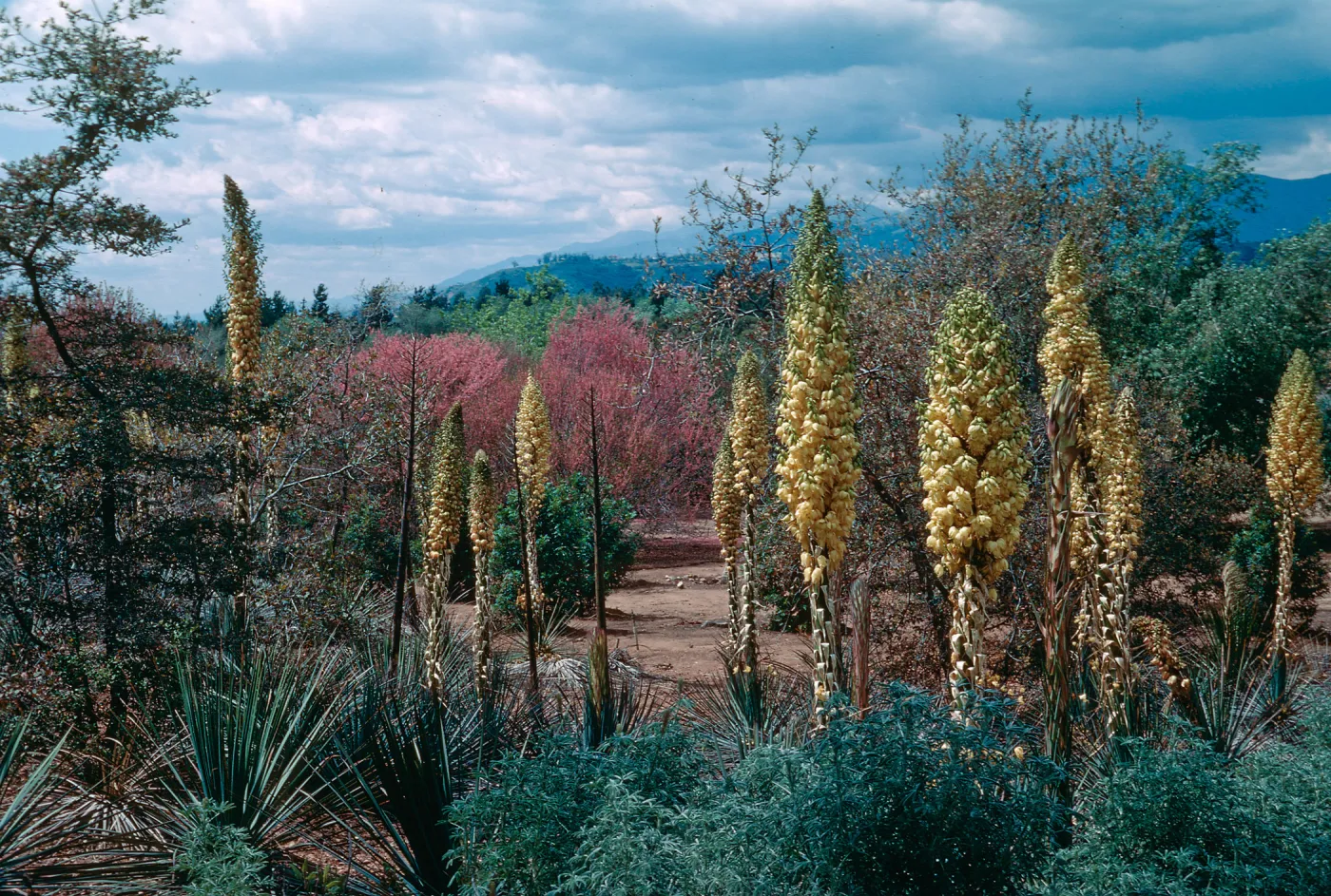 Yuccas, Rancho Santa Fe