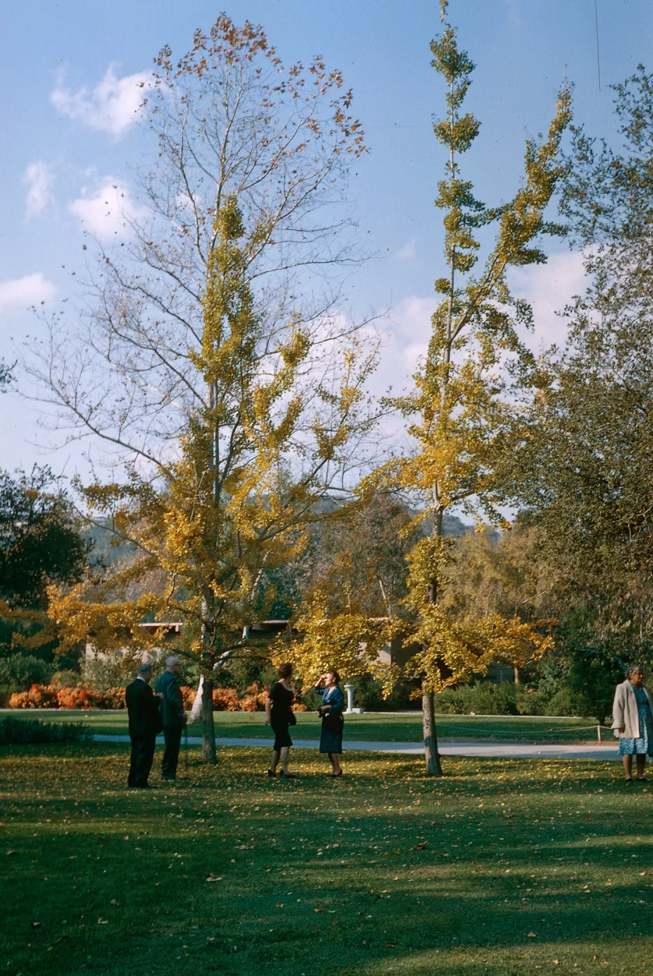 Ginko trees, Descanso