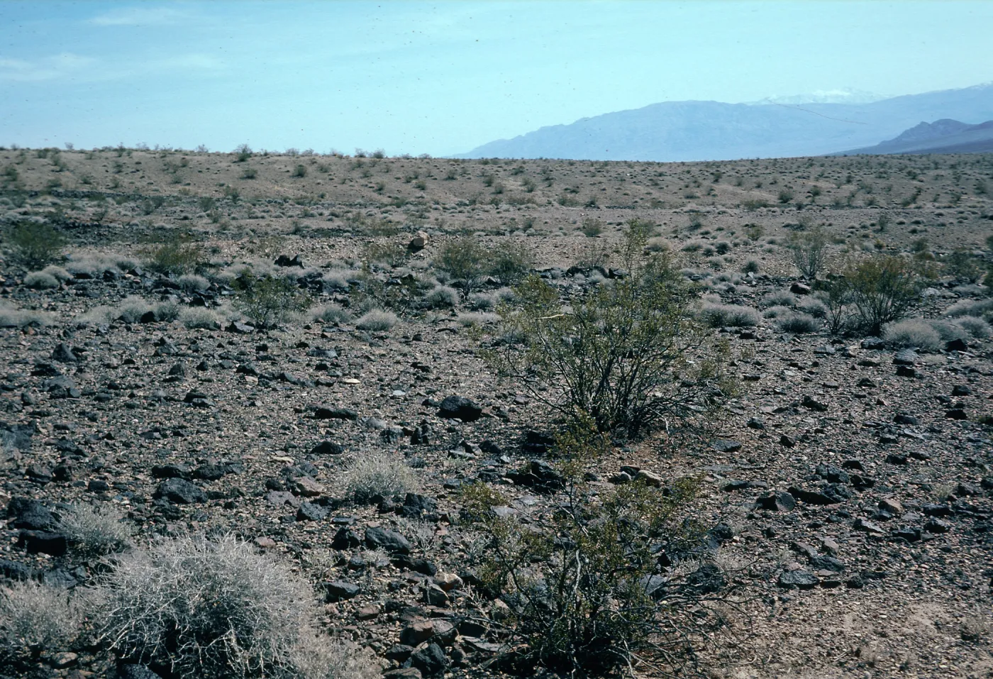 Greasewood, Creosote bush
