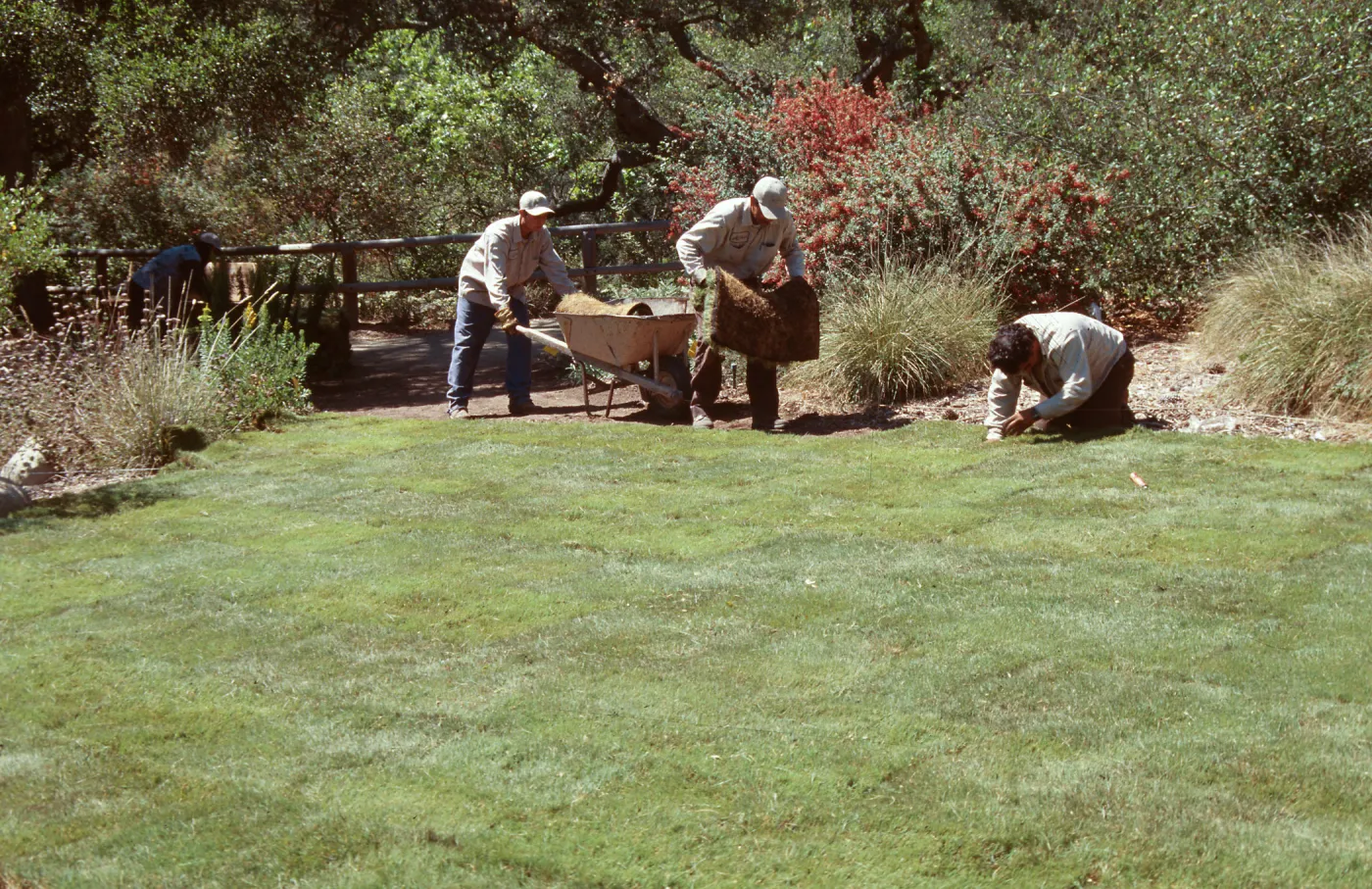 new lawn installation, SBBG