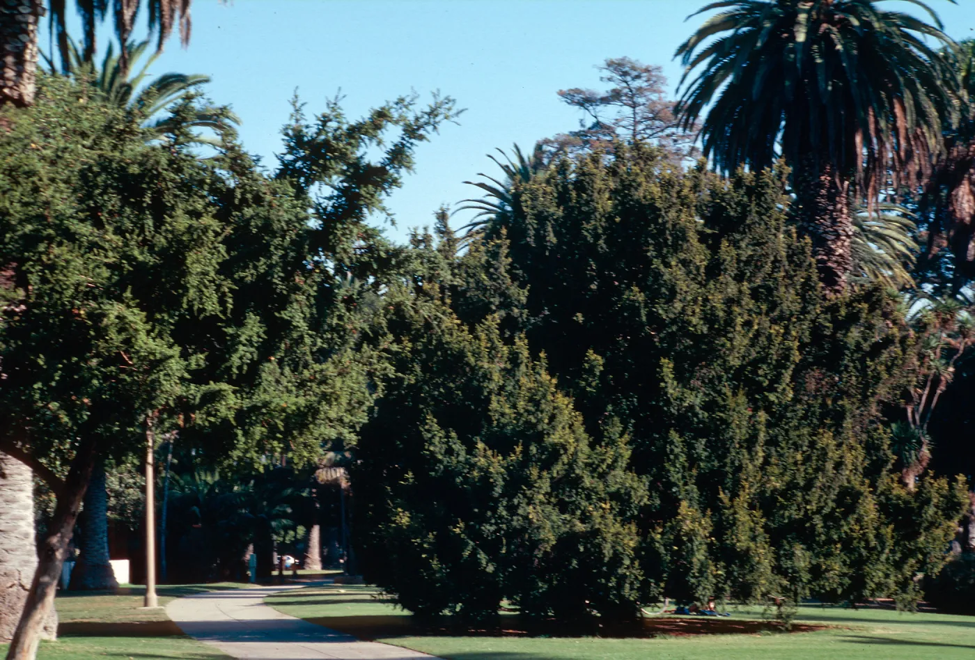 Alameda Plaza