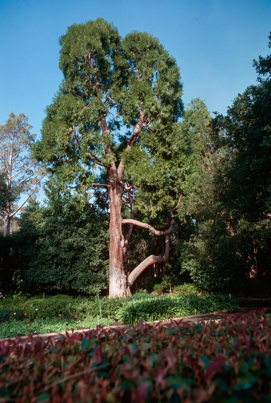 Over hedge, Glen Oakes Dr.