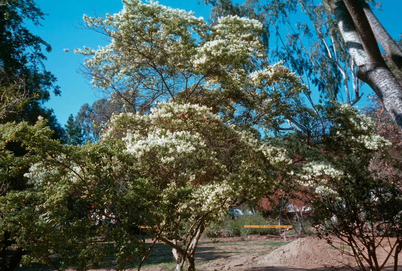 Chionanthus virginicus, Fringe Tree, upper Orpet Park