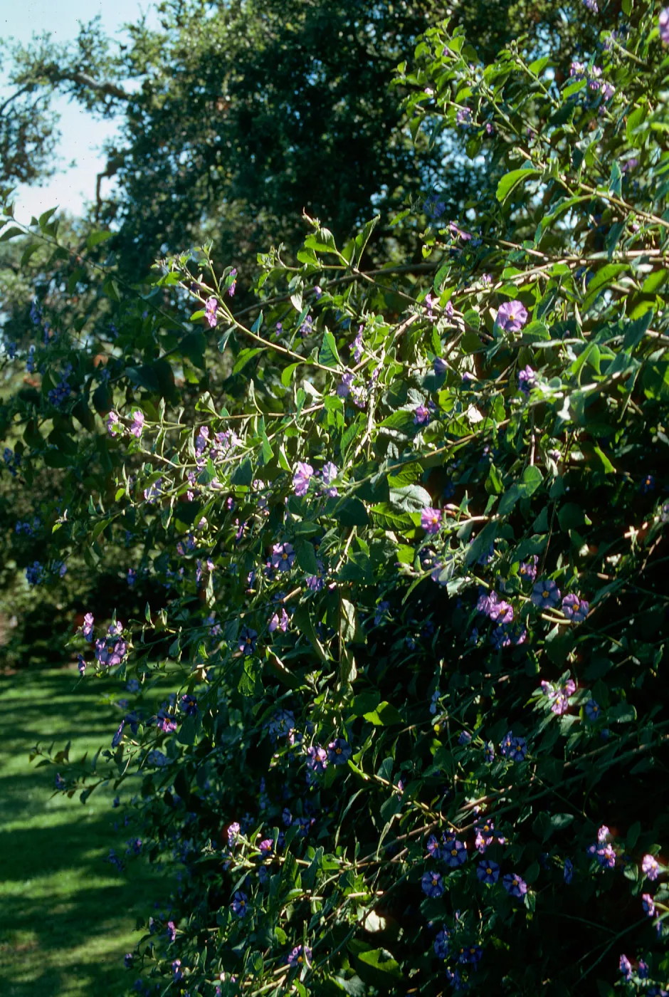 Solanum, Tuttle Estate, Master Gardeners Club tour