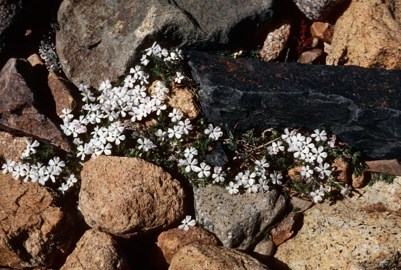 Phlox covillei, Dana Plateau, 11,000' 