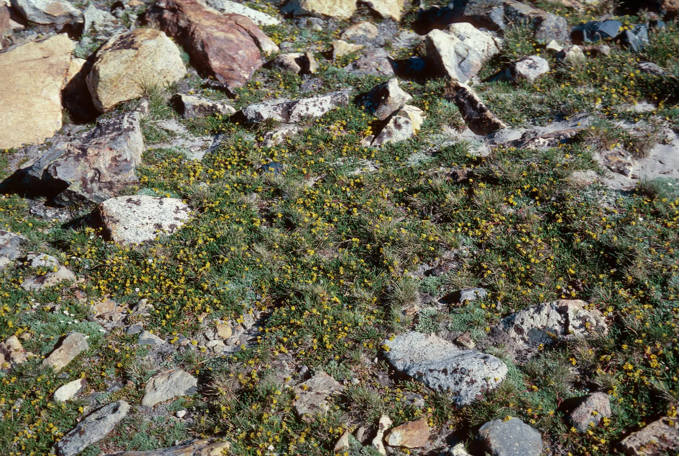 Ivesia lycopodioides, Dana Plateau, 11,450'