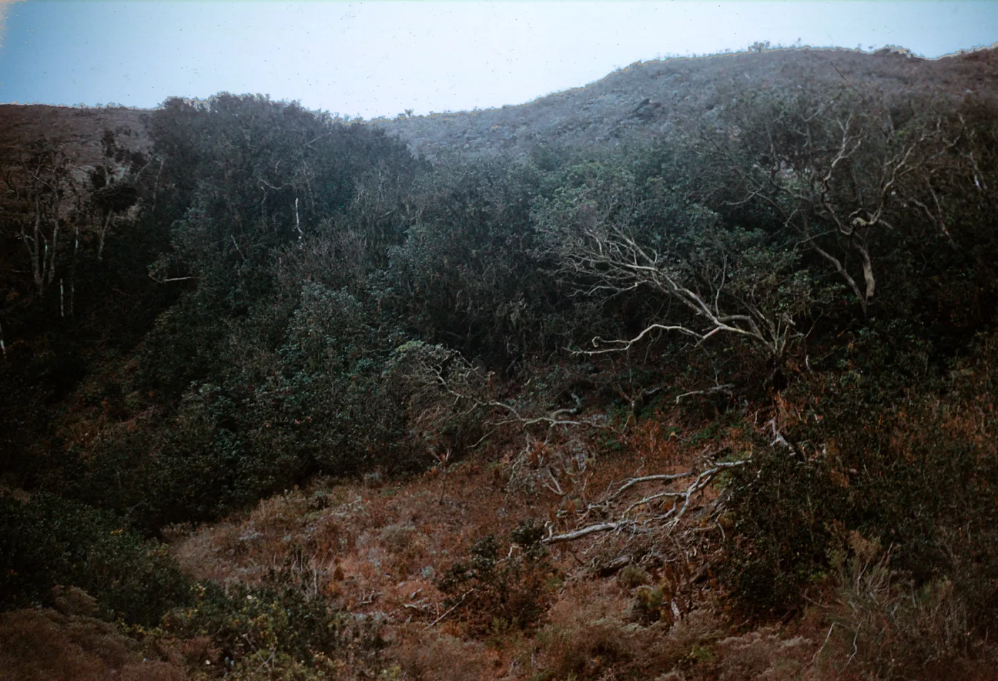 Quecrus tomentella grove in 1st canyon on North side of the Anacapa east of the wetland