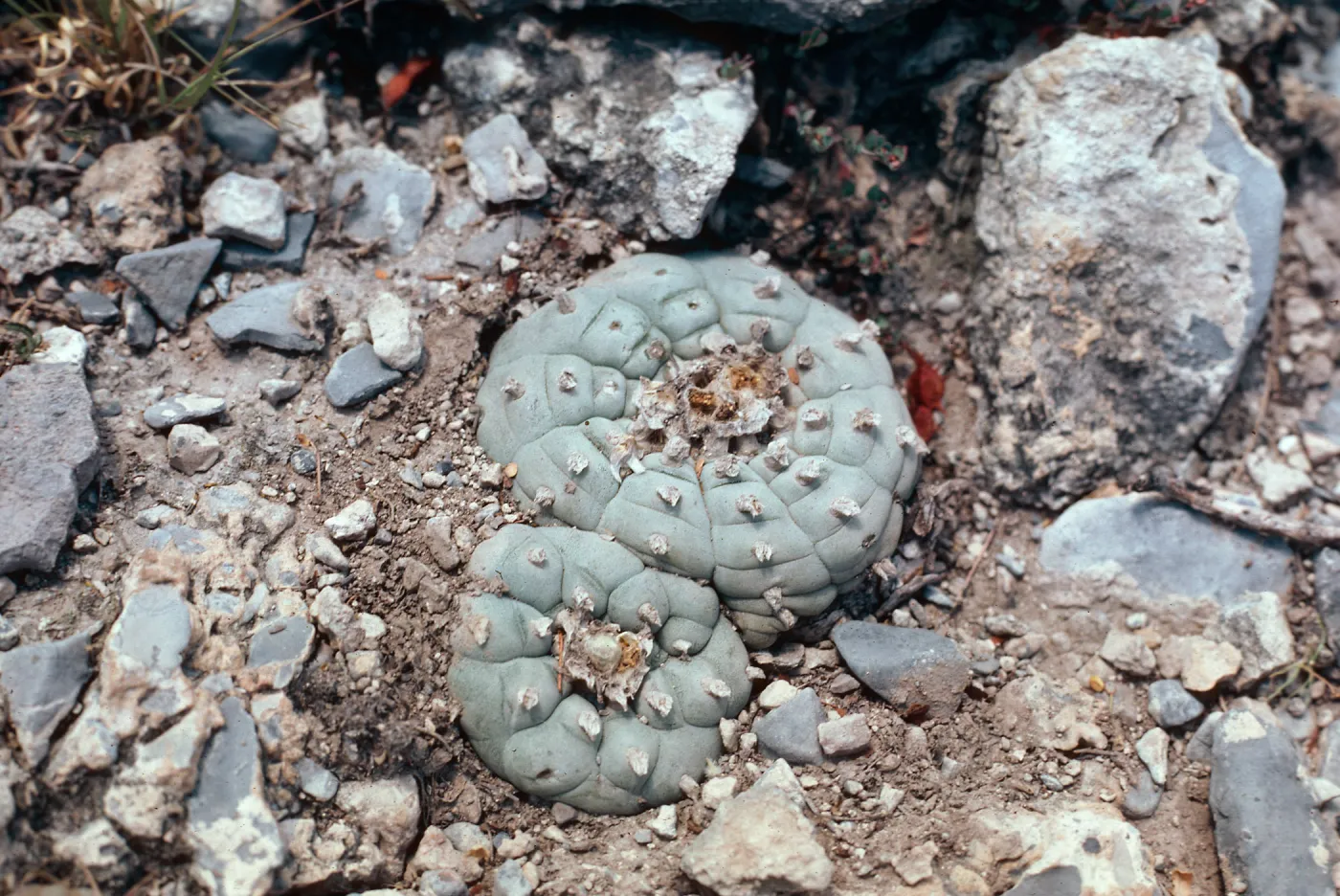 Lophophora williamsii, from near Saltillo, toward Monterrey, Mexico