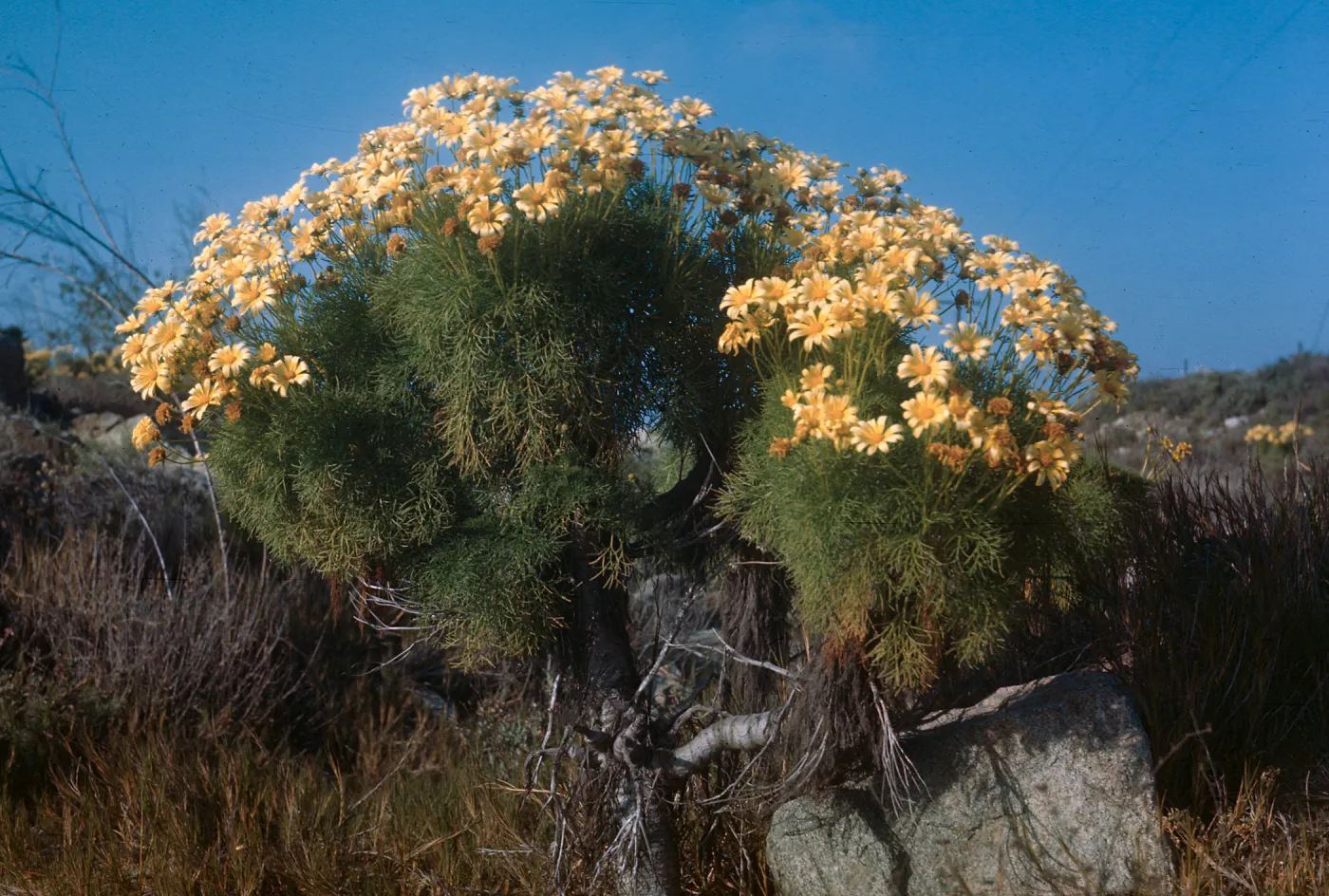 Coreopsis gigantea, Hueneme
