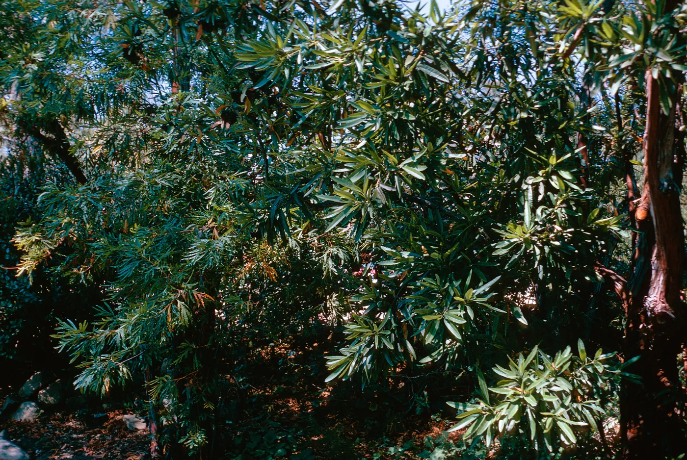 Ironwood, Catalina & Santa Cruz Ironwoods, SBBG