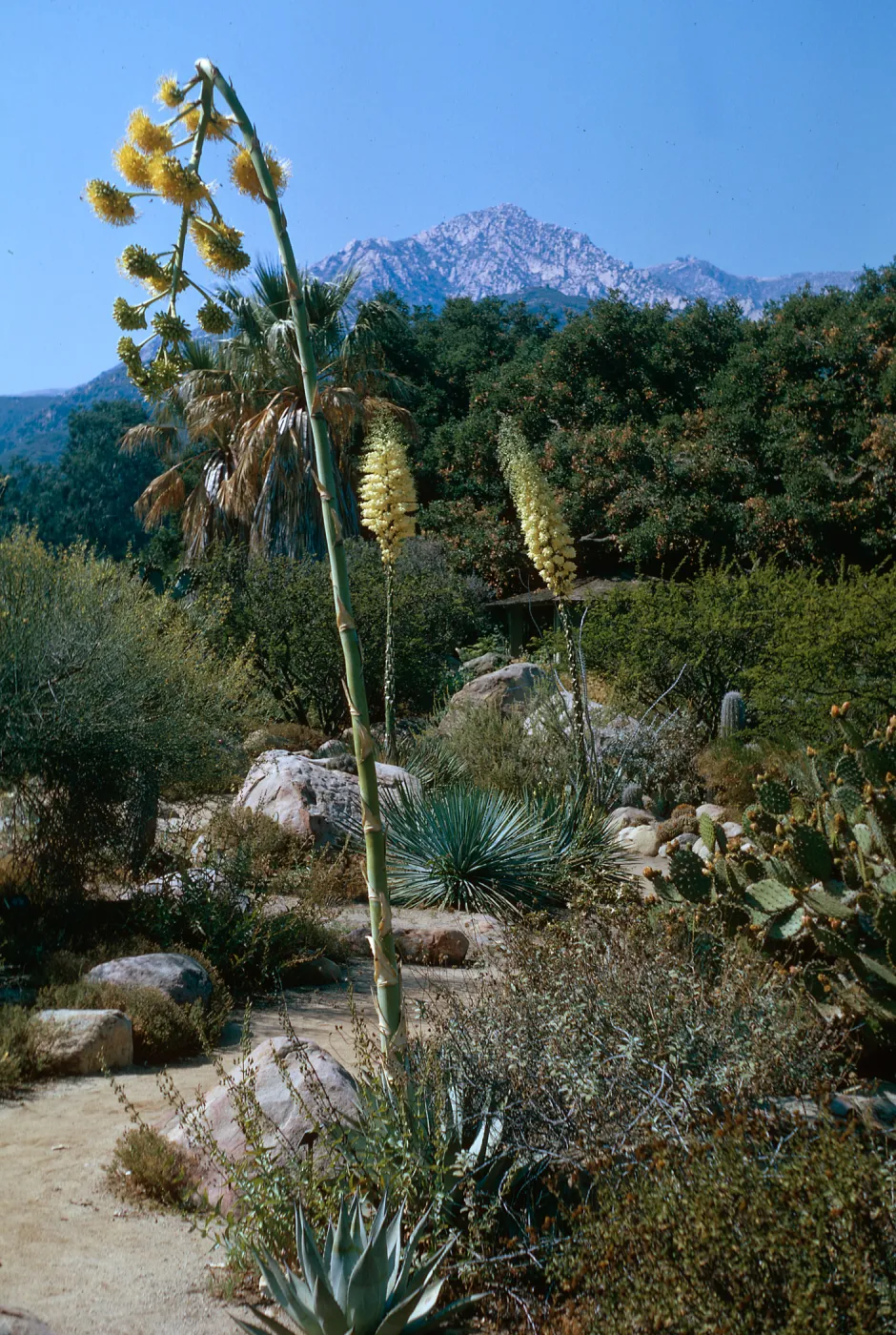 Agave (Century Plant), SBBG