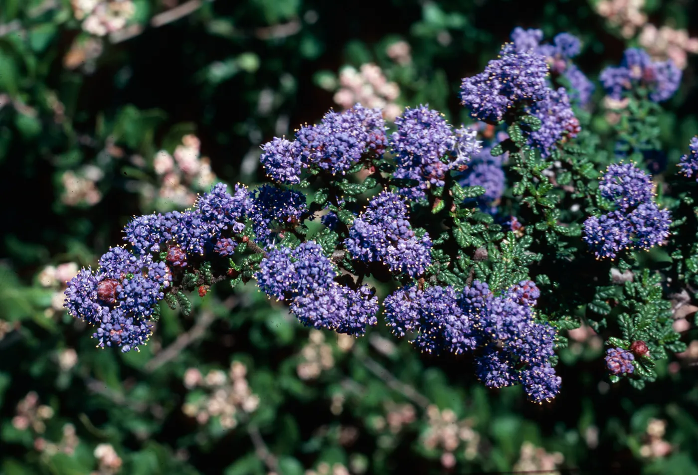 Ceanothus â€˜Dark Star', Porter Trail, SBBG