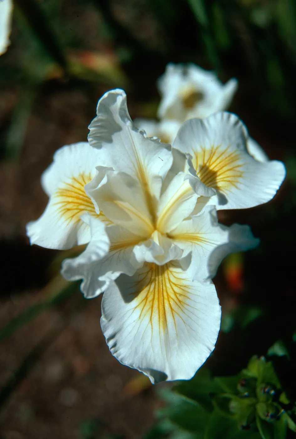 Iris â€˜Canyon Snow', Elizabeth de Forest Garden