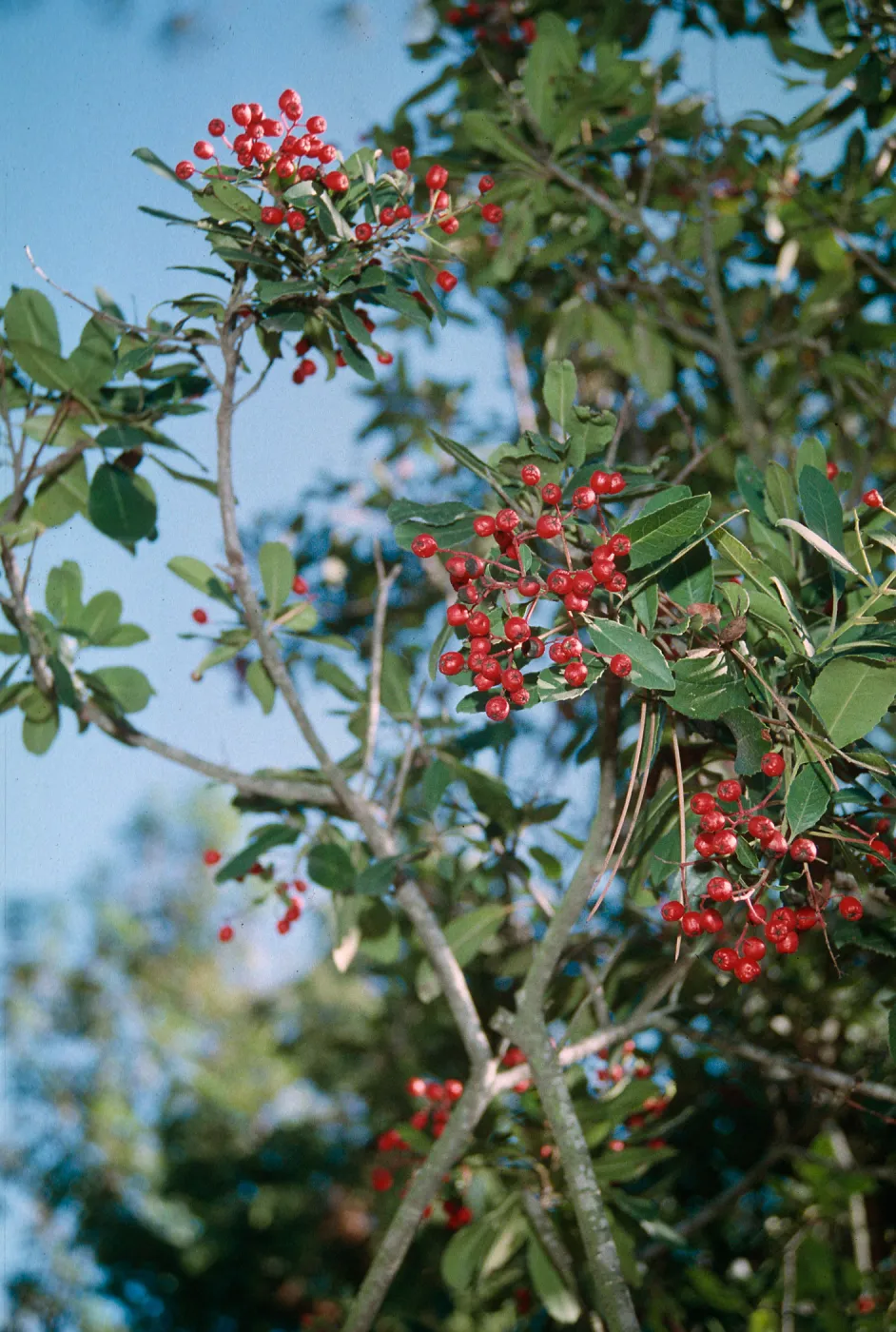 Heteromeles arbutifolia