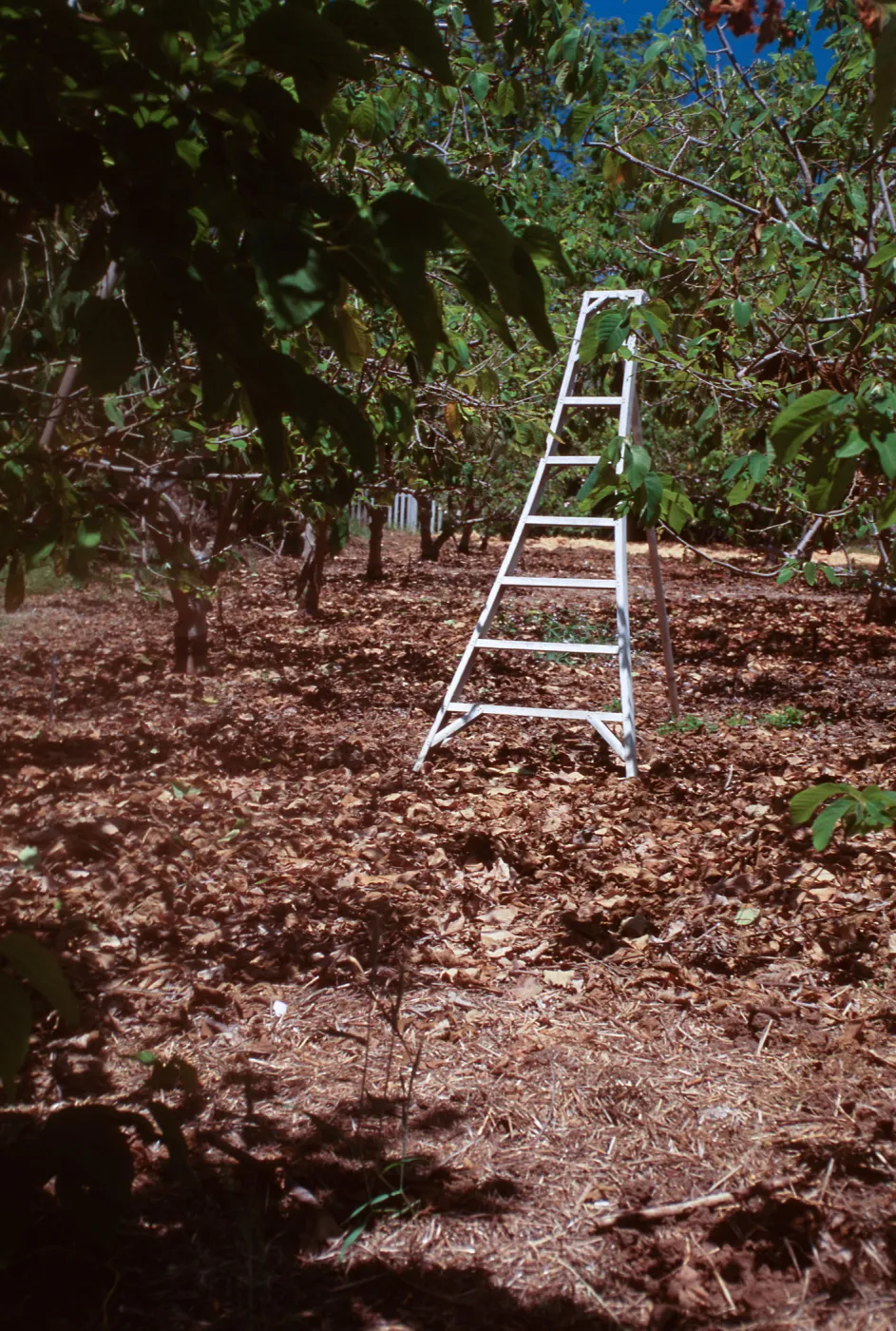 Fariview Gardens, Santa Barbara, cherimoya pollination by ladder