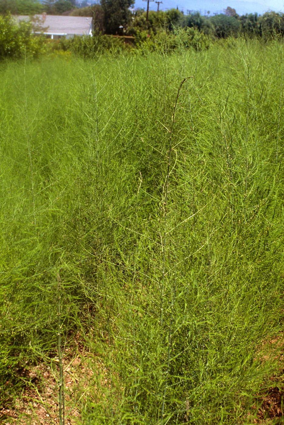 Fariview Gardens, Santa Barbara, asparagus