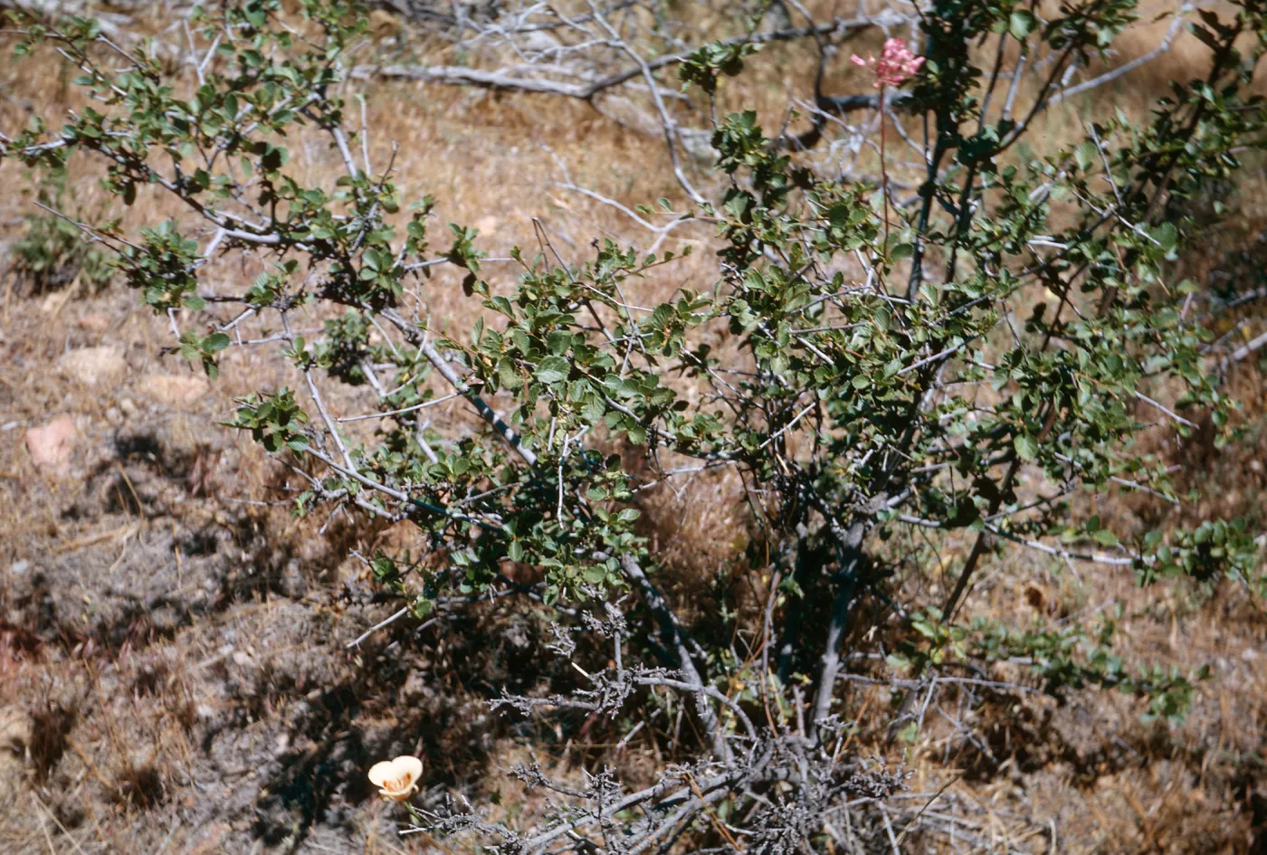 Calochortus