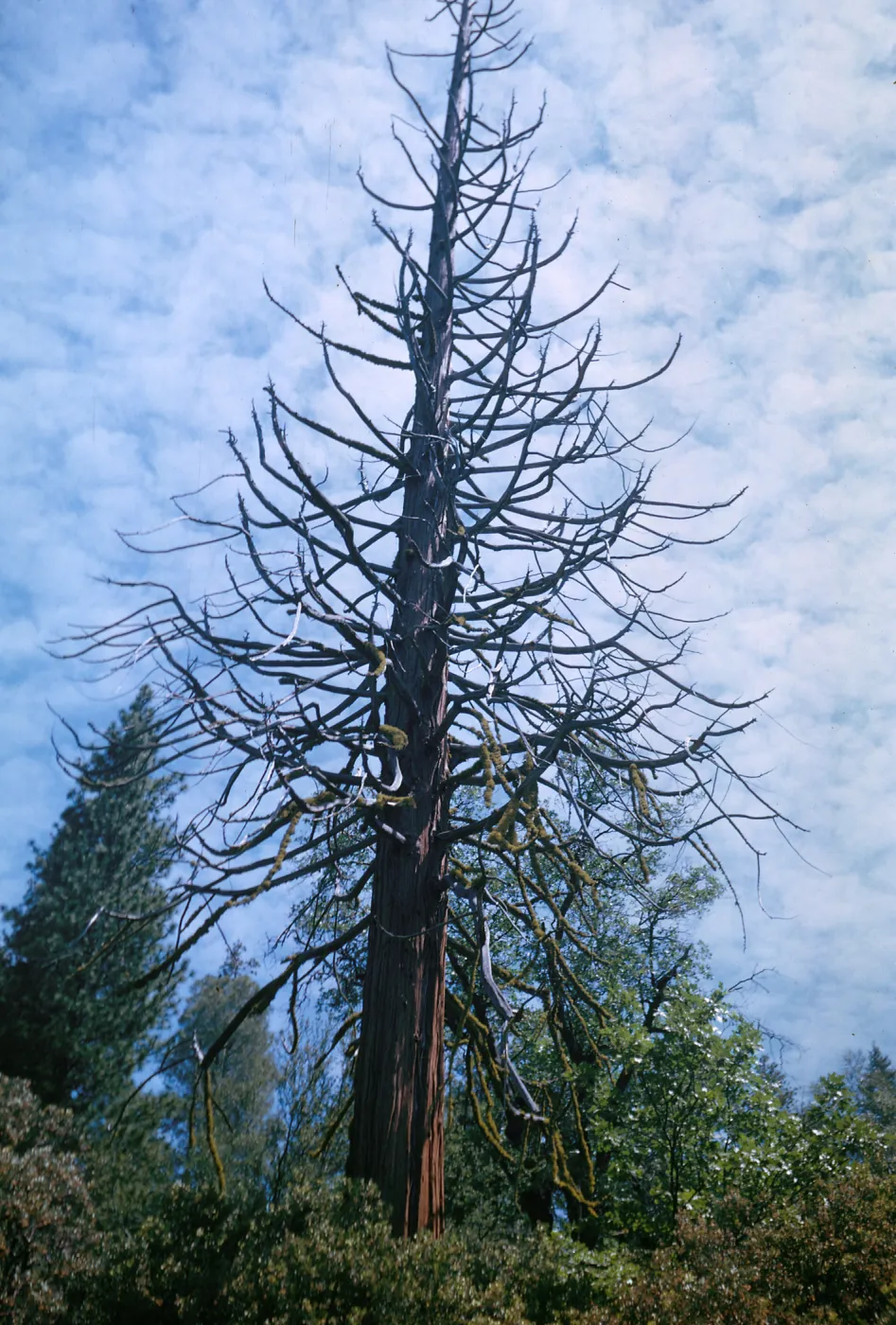 Calocedrus decurrens, Chiquito Creek