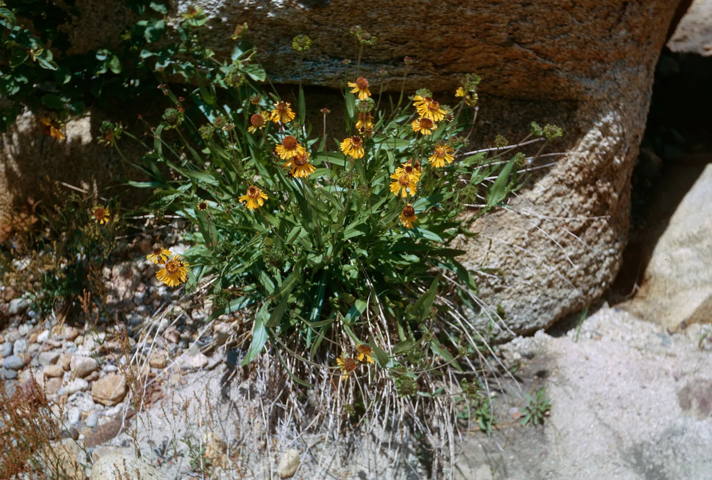 near Chiquito Creek