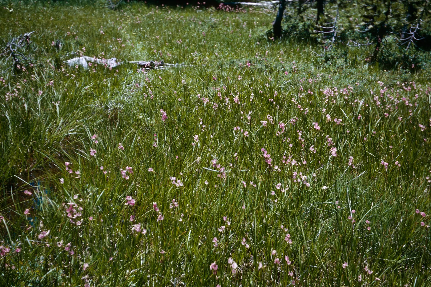Dodecatheon, Tioga Rd.